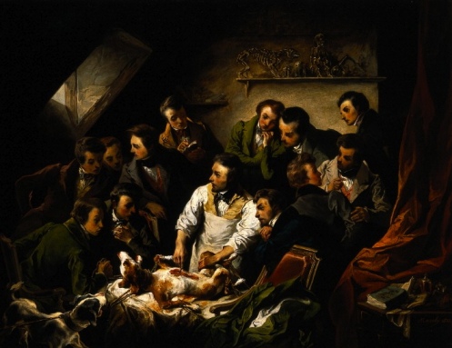 497x383 Dissecting The Living Vivisection In Early Modern England - Surgery Painting