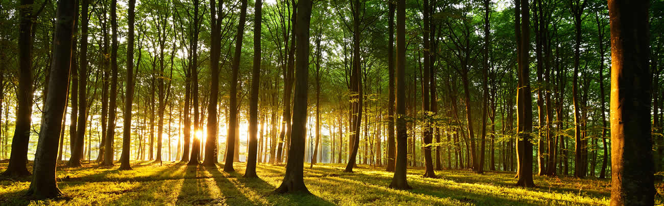 1300x405 Sustainable Painting Contractors In Rhyl, North Wales Propaint - Sustainable Painting