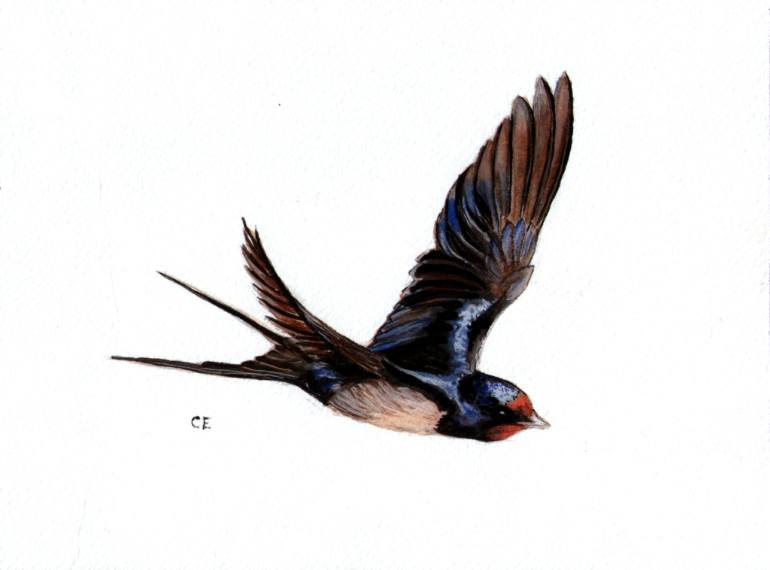 770x570 Saatchi Art Swallow Painting By Catherine Edmunds - Swallow Painting