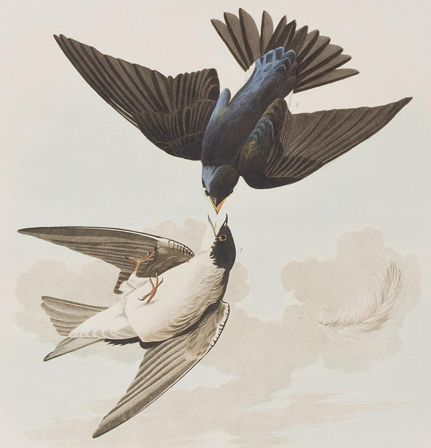 866x900 White Bellied Swallow Painting By John James Audubon - Swallow Painting