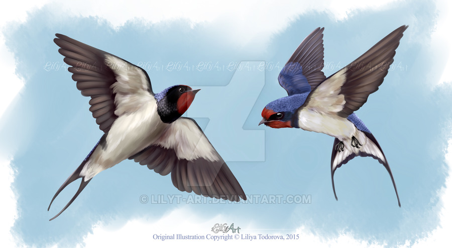 900x493 Two Barn Swallows By Lilyt Art - Swallow Painting