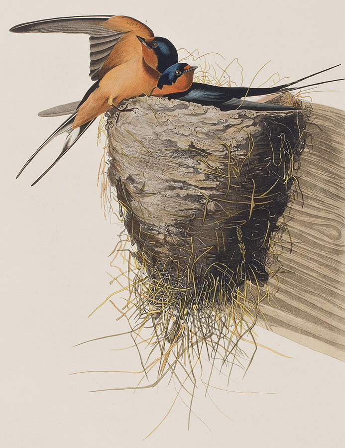 693x900 Barn Swallow Painting By John James Audubon - Swallow Painting
