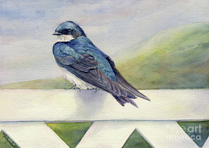 300x212 Barn Swallow Paintings Fine Art America - Swallow Painting