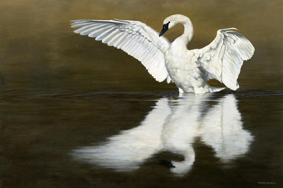 900x600 Swan Lake Painting By Peter Eades - Swan Lake Painting