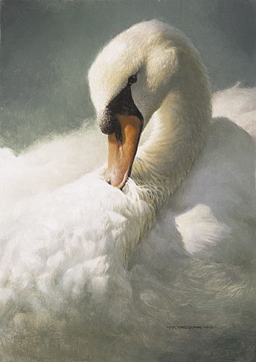 366x516 Mute Swan - Swan Painting