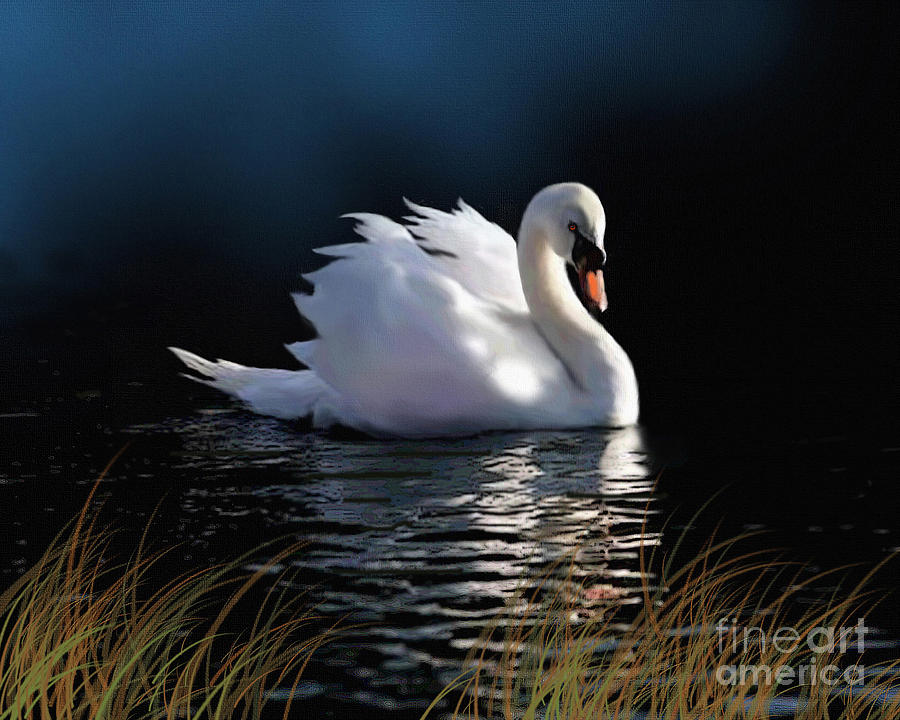 900x720 Swan Elegance Painting By Robert Foster - Swan Painting