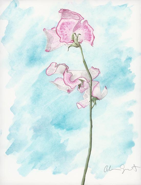 551x720 Sincerity Original Sweet Pea Watercolor Painting, 12x16 Inches - Sweet Pea Painting