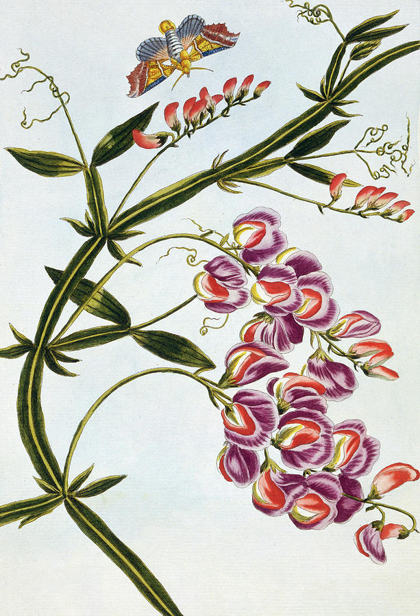 613x900 Sweet Pea Painting By Pierre Joseph Buchoz - Sweet Pea Painting