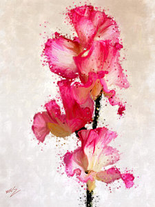 225x300 Sweet Pea Paintings Fine Art America - Sweet Pea Painting