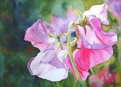 250x180 Sweet Pea Paintings - Sweet Pea Painting