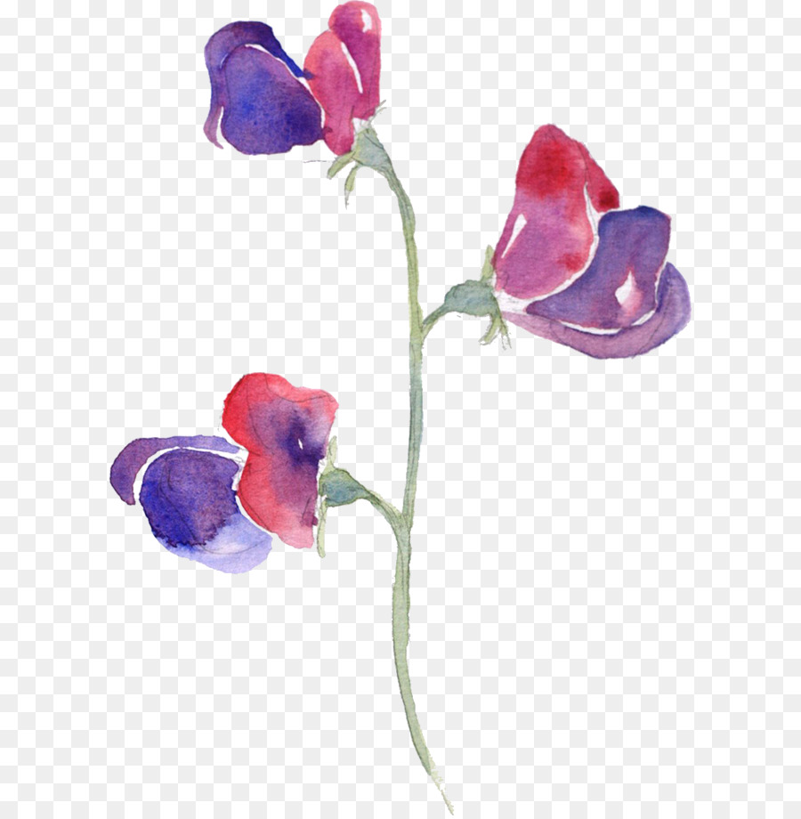 900x920 Sweet Pea Watercolor Painting Flowers In Watercolor - Sweet Pea Painting