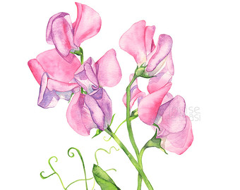 340x270 Sweet Peas Painting Etsy - Sweet Pea Painting
