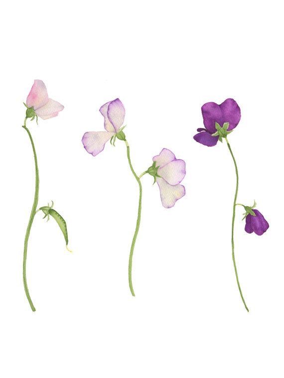 570x759 Watercolor Sweet Pea Flowers Original Botanical Painting - Sweet Pea Painting