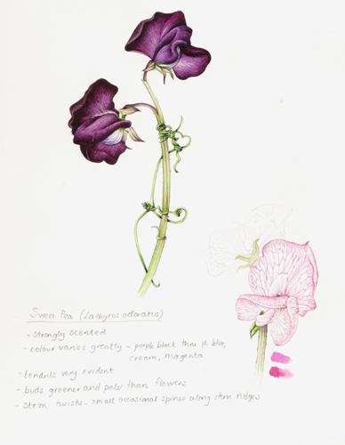388x500 News Botanical Illustration Step By Step - Sweet Pea Painting