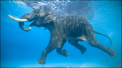 466x262 Mercedez Holtry Swimming With Elephants Publications - Swimming Elephant Painting