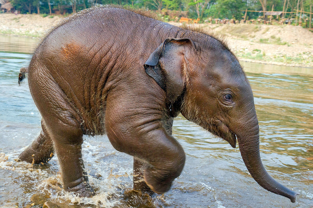 1023x682 Why You Shouldn'T Ride Elephants In Thailand Expert Vagabond - Swimming Elephant Painting