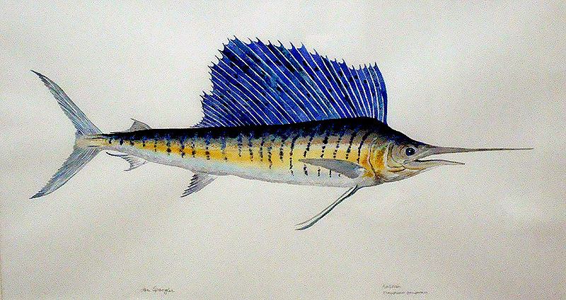 800x424 Adobe Western Art Gallery - Swordfish Painting