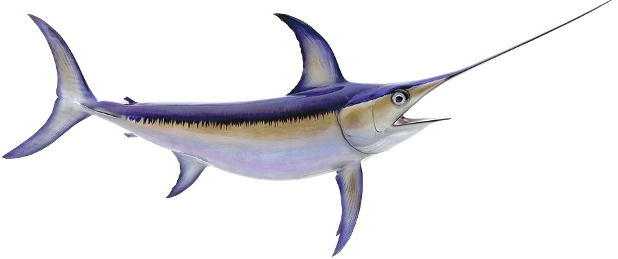 900x377 Swordfish Fishmount - Swordfish Painting