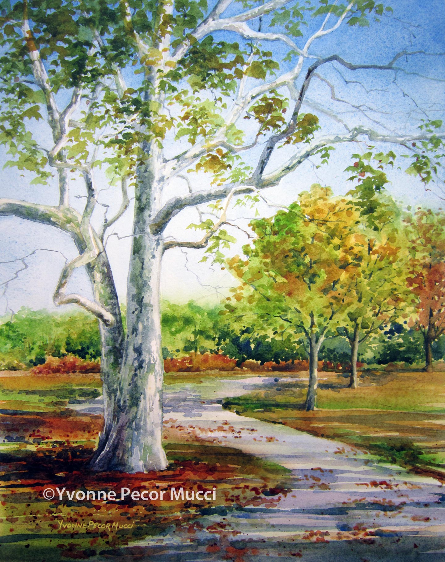 1440x1819 Sycamore Walk Watercolor Yvonne Pecor Mucci - Sycamore Tree Painting