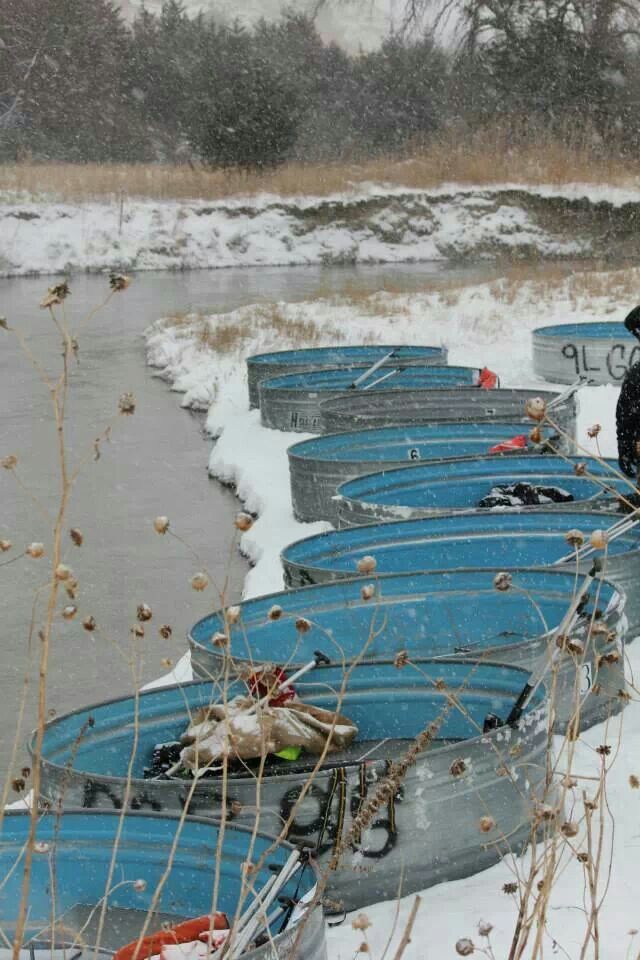 640x960 Polar Bear Tank Race Team Themes Sandhills Motel Amp Glidden - Tanking Painting