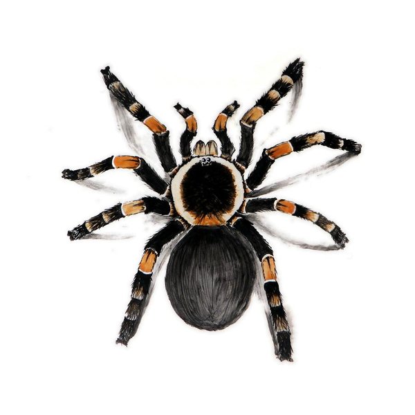 600x600 Red Banded Tarantula Art Print By Nathan Ryan - Tarantula Painting