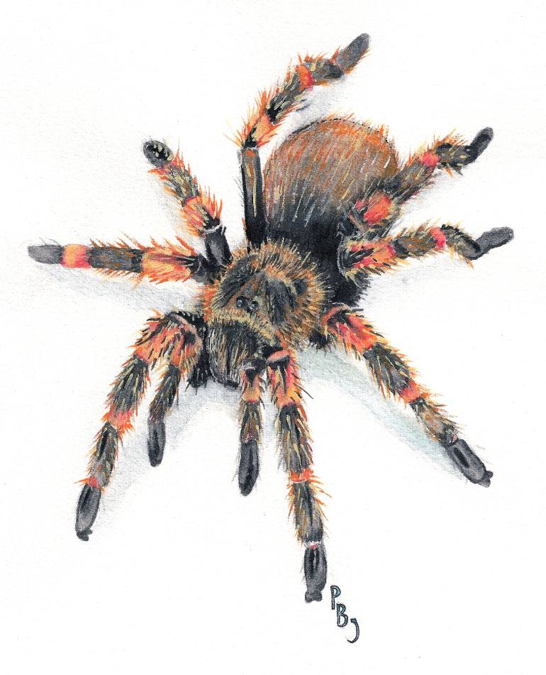 770x951 Saatchi Art Mexican Red Knee Tarantula Painting By Peter Janes - Tarantula Painting