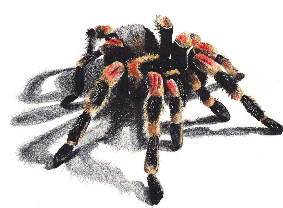 900x663 Tarantula By Phantomphreaq - Tarantula Painting