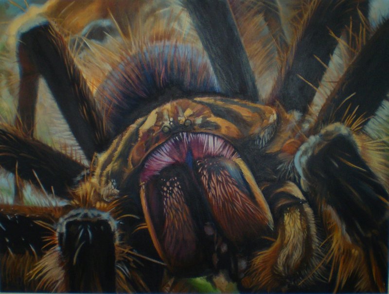 800x605 Tarantula Painting For Bts By Weaslet - Tarantula Painting