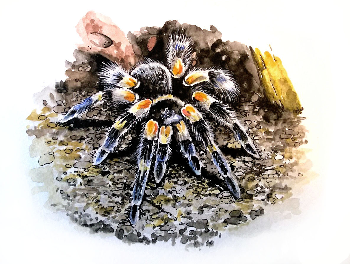 1184x896 Paintings Tom's Big Spiders - Tarantula Painting
