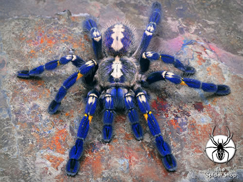 500x375 Tarantula Markjnewton - Tarantula Painting