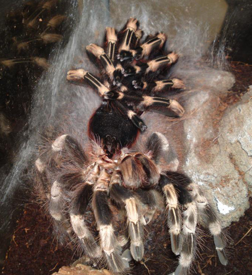 504x550 Brazilian Red And White Tarantula Molting In Captivity - Tarantula Painting