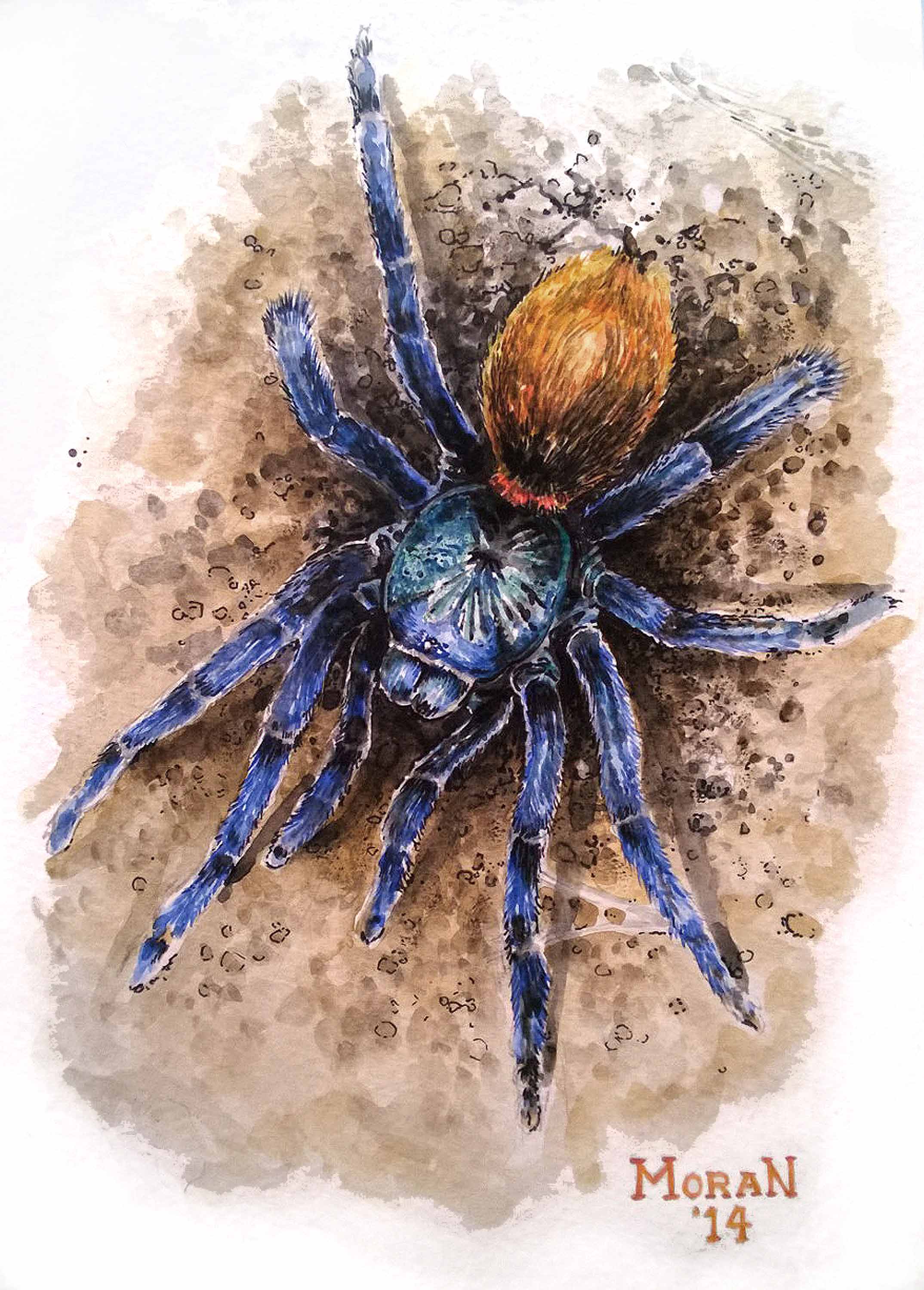 2148x3000 Gbb (C. Cyaneopubescens) Painting Tom's Big Spiders - Tarantula Painting