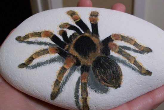 550x371 Hand Painted Tarantula Rock By Tinyana - Tarantula Painting