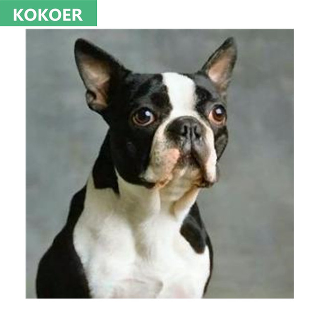 640x640 5d Diy Diamond Painting Boston Terrier Dog Resin Square Diamond - Terrier Painting