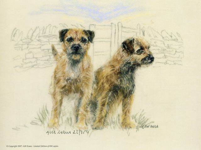 640x477 Border Terrier Prints - Terrier Painting