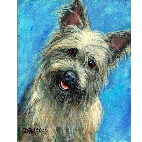 480x480 Cairn Terrier Dog Art Print Of Original Painting By Dottie Dracos - Terrier Painting