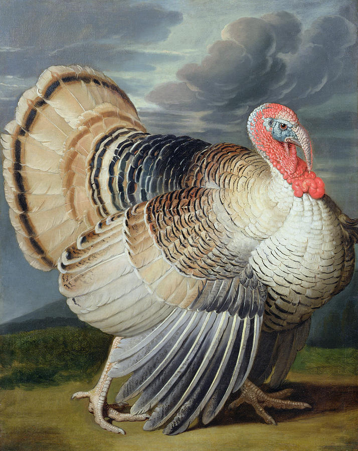 714x900 Portrait Of A Turkey Painting By Johann Wenceslaus Peter Wenzal - Thanksgiving Turkey Painting