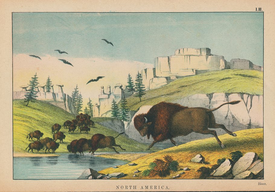 911x637 Old And Antique Prints And Maps Bison, North America, 1877 - The Browning Of America Painting