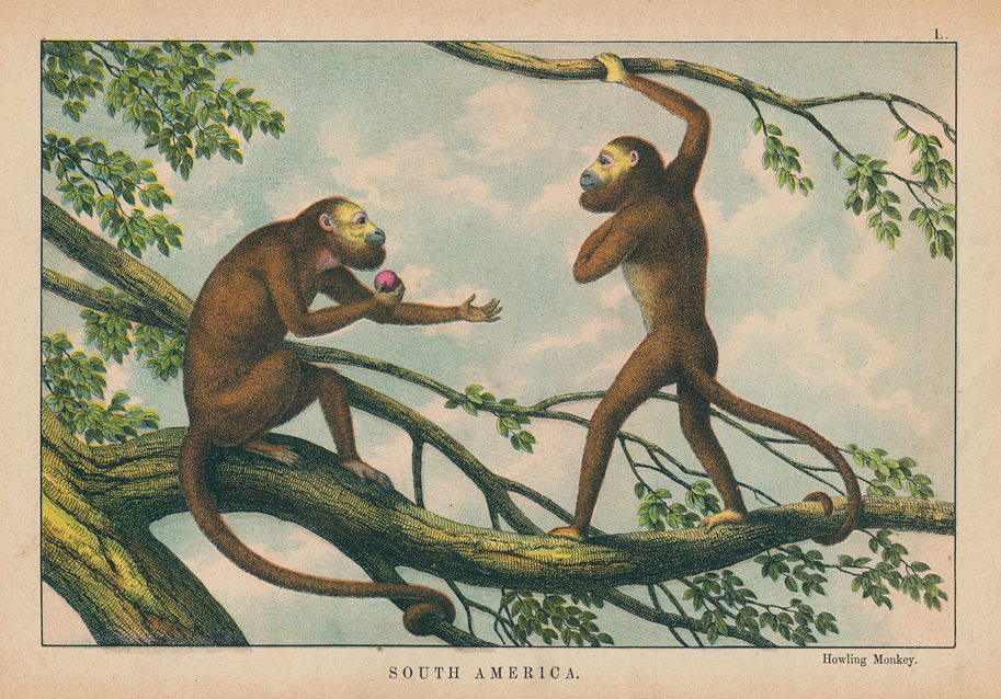 913x638 Old And Antique Prints And Maps Howling Monkey, South America - The Browning Of America Painting