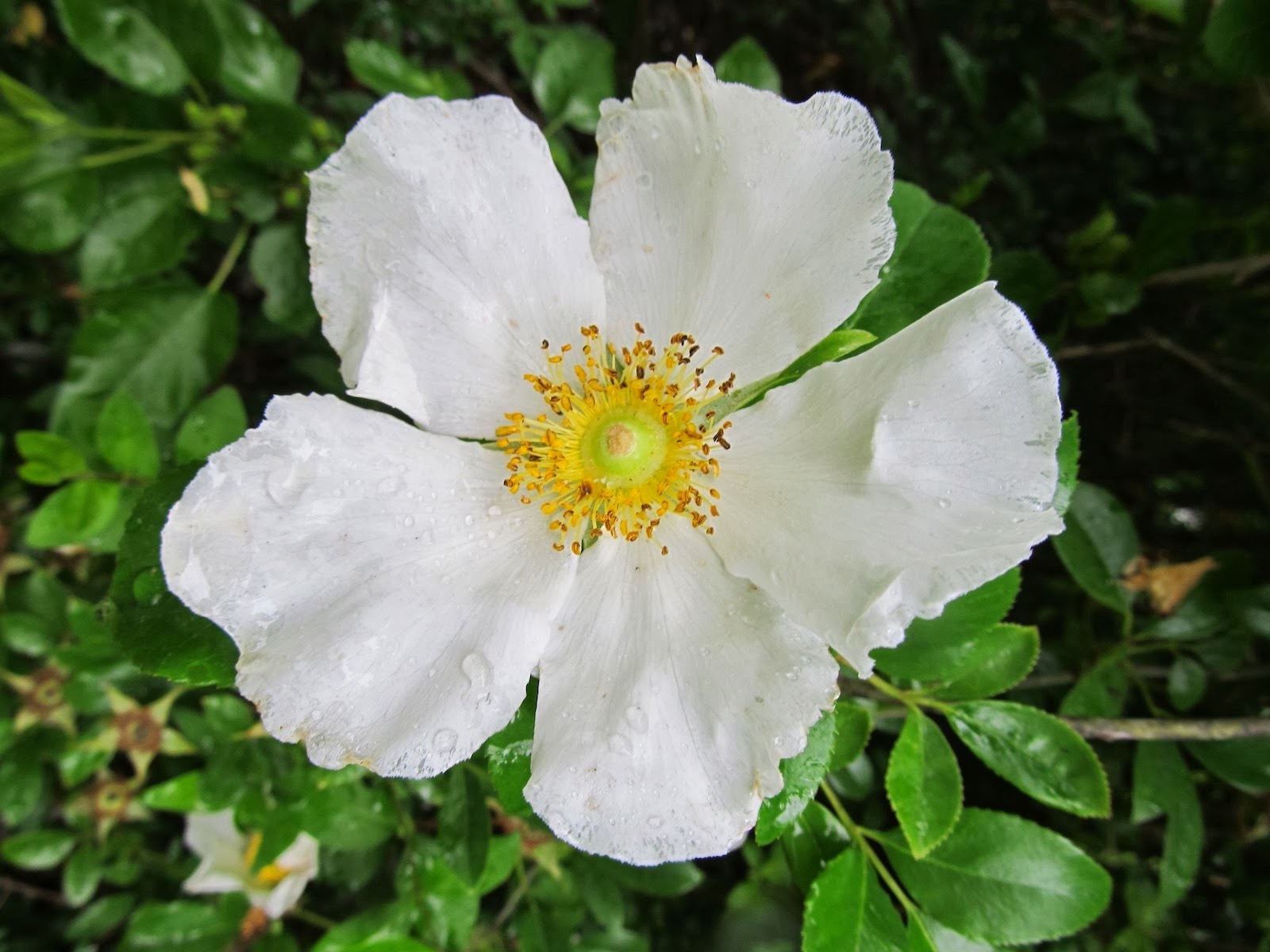 1600x1200 Art Is The Journey Painting A White Flower With Water Droplets - The Cherokee Rose Painting
