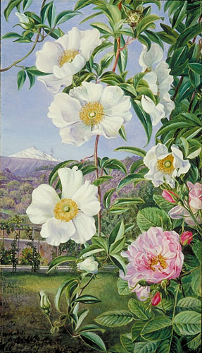287x500 Kew Marianne North Gallery Painting 527 Cherokee Rose - The Cherokee Rose Painting