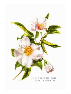 236x314 Martin Johnson Heade, Cherokee Roses. 1883 95 Art Still Life - The Cherokee Rose Painting