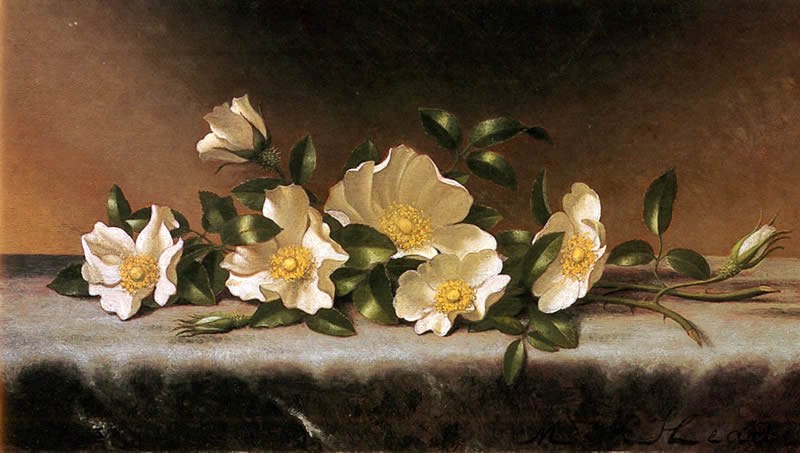 800x453 Martin Johnson Heade Cherokee Roses On A Light Gray Cloth Painting - The Cherokee Rose Painting