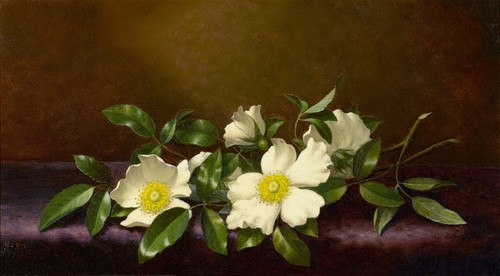 500x276 Martin Johnson Heade Fine Art Prints Canvas, Paper Amp Poster - The Cherokee Rose Painting