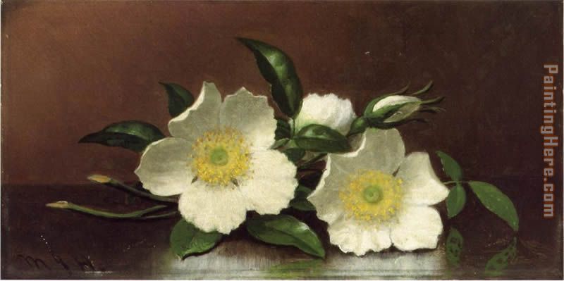 800x399 Martin Johnson Heade Two Cherokee Rose Blossoms On A Table - The Cherokee Rose Painting