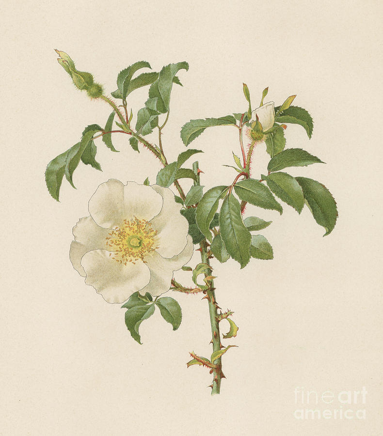 790x900 The Cherokee Rose Painting By English School - The Cherokee Rose Painting
