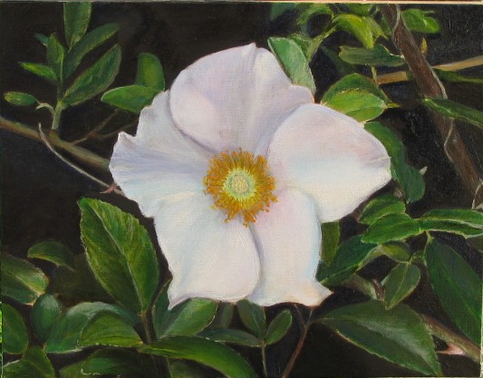 533x417 Cherokee Rose - The Cherokee Rose Painting