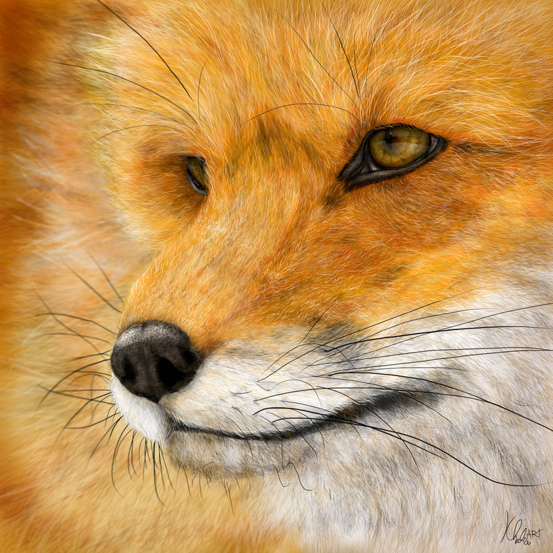 800x800 Fox - The Fox Painting