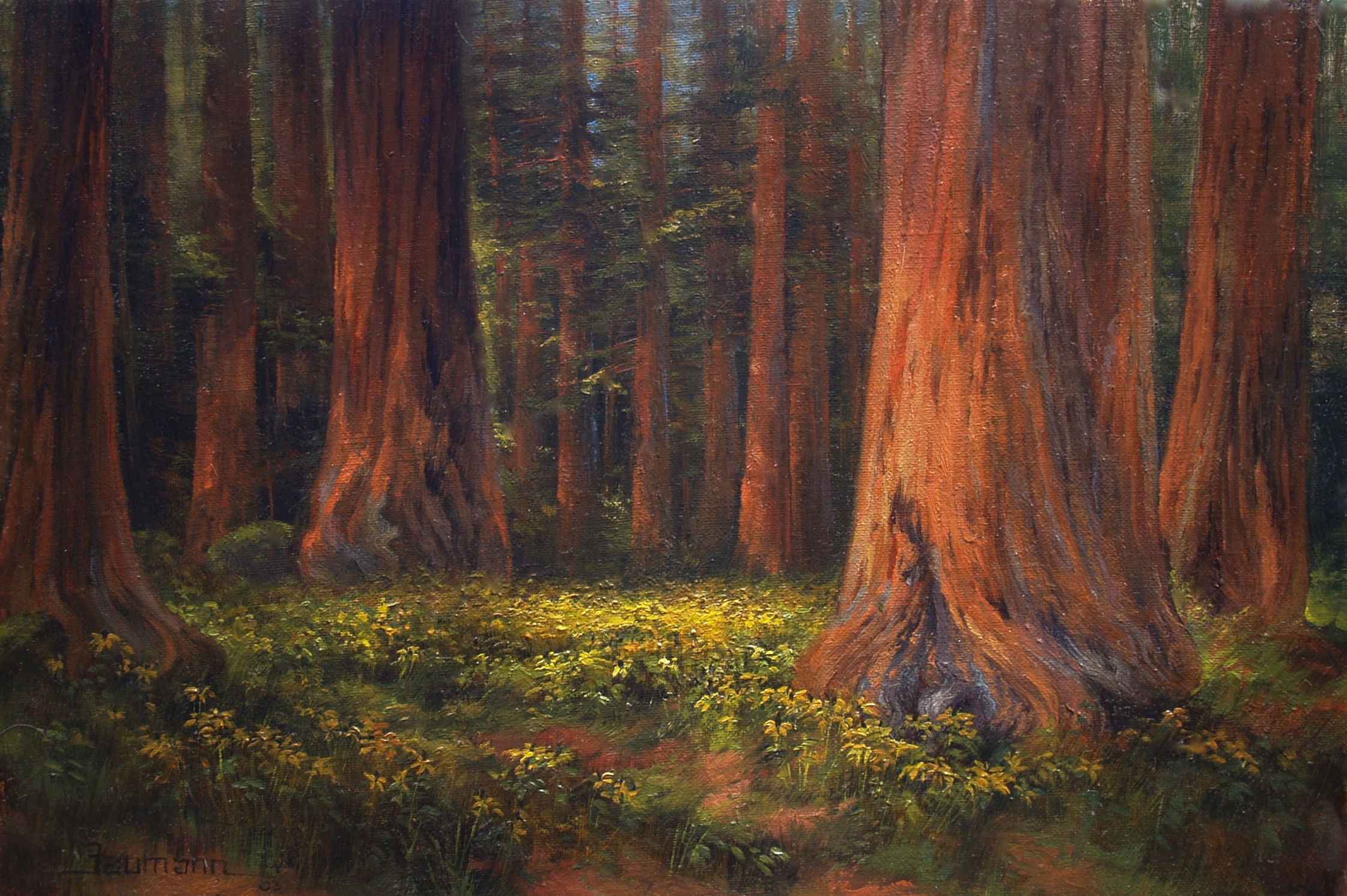 2242x1492 Sequoia National Park Among The Giants - The Giant Painting