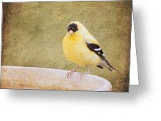 226x170 The Goldfinch Painting Effect Digital Art By Heidi Hermes - The Goldfinch Painting